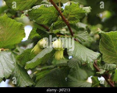 Isolated Fresh Unripe Hazelnuts on Nut Tree Branch Stock Photo