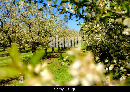 Obstplantage im Frühling, blühende Kirschbäume, Oberreitnau bei Lindau am Bodensee,  Allgäu, Schwaben, Bayern, Deutschland, Stock Photo