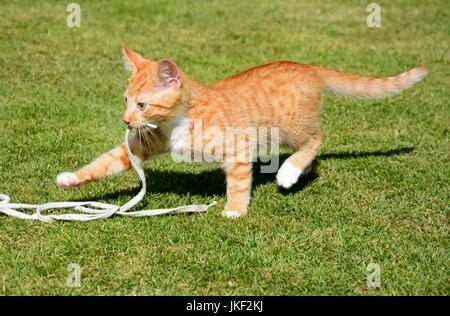 Twelve week old ginger kitten playing with a string in the garden, UK. Stock Photo