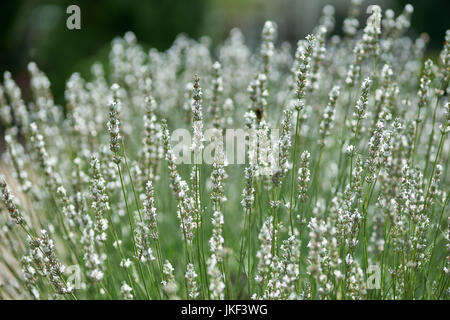 Lush fragrant abundant white lavender blossom in full bloom Lavandula intermedia Edelweiss Stock Photo