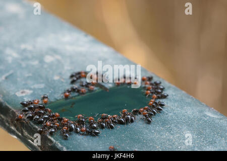 Red Wood Ants (Formica rufa) adult workers drinking on iron substain Stock Photo