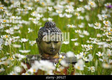 Buddha head on informal altar in meadow with ox-eye daisies. Garden shrine, June, summer Stock Photo