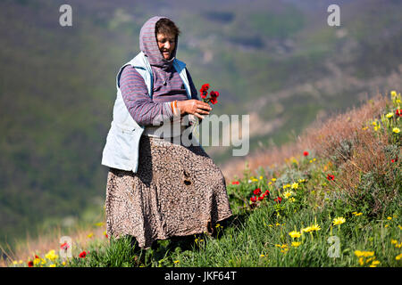 Georgian woman picking flowers in the Caucasus Mountains, Georgia. Stock Photo