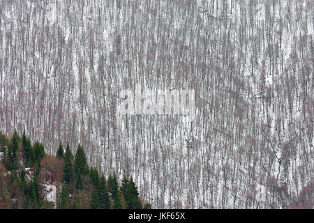 Trees in the winter in the Caucasus Mountains, Georgia. Stock Photo