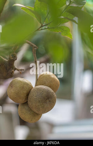fresh limes on lime tree Stock Photo