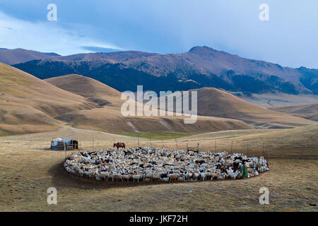 Herd of sheep of the nomads in the Assy Plateau where the nomads go for summer, Kazakhstan. Stock Photo
