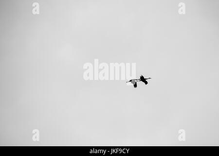 B & W photo silhouette of a pair of Sandhill cranes (Grus canadensis) flying against the sky Stock Photo