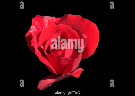 Red rose on a black background Stock Photo