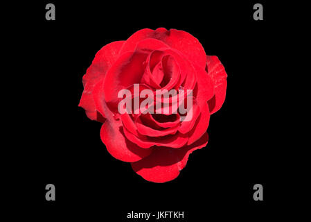Red rose on a black background Stock Photo