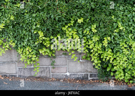 stone wall leafy vine cover Stock Photo