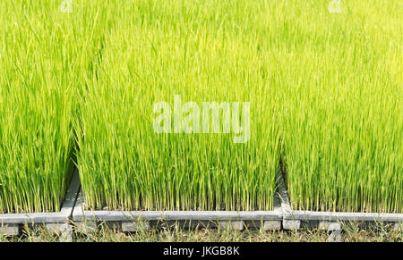 Close up green color rice sprouts on plastic tray Stock Photo