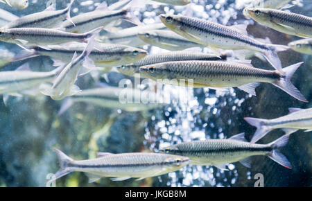 Luciosoma bleekeri or Minnow fish in aquarium and buble in background Stock Photo