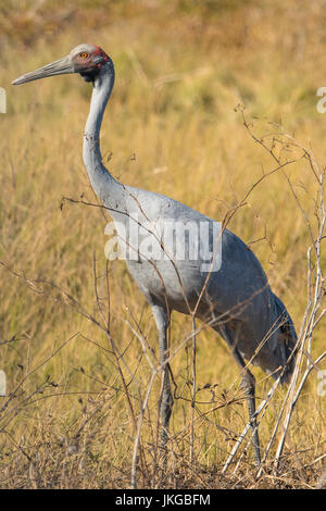 Brolga, Grus rubicunda at Karumba, Queensland, Australia Stock Photo