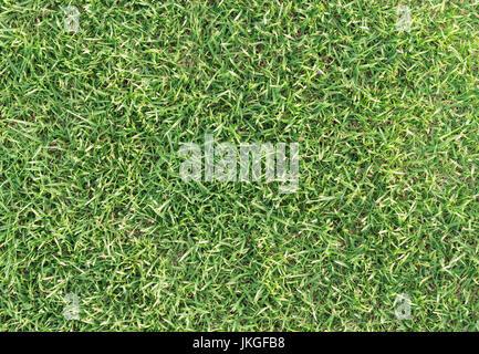Top view of green grass texture for background Stock Photo - Alamy