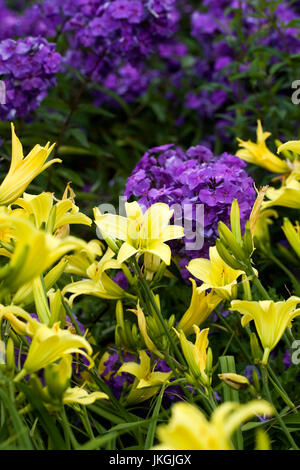 Hemerocallis 'Marion Vaughan' and Phlox flowers in the garden. Stock Photo