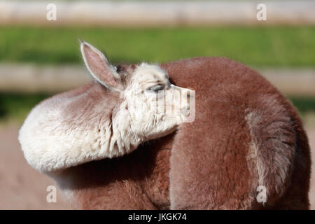A young Alpaca preening its fur Stock Photo
