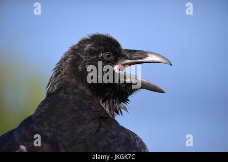 Close-up, headshot, of a calling Raven Stock Photo