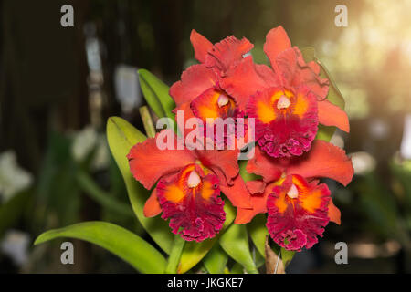 orange Cattleya orchid flower with sunlight in morning Stock Photo