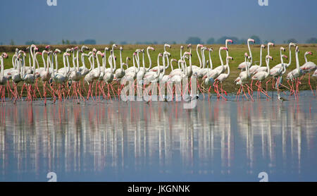 Flock of Greater Flamingos marching on the shore Stock Photo