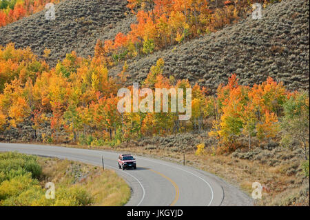 Street and Quaking Aspen in autumn, Grand Teton national park, Wyoming, USA / (Populus tremuloides) | Strasse und Zitterpappeln im Herbst Stock Photo