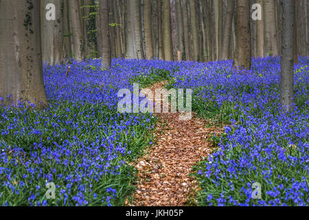 Hallerbos, beech forest in Halle, near Bruxelles, Belgium. Natural carpet full of blue bells flowers. Stock Photo