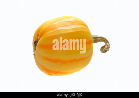Pumpkin / (Cucurbita pepo) | Zierkuerbis / (Cucurbita pepo) / Kuerbis, Kürbis, Zierkürbis, Gartenkuerbis, Gartenkürbis Stock Photo