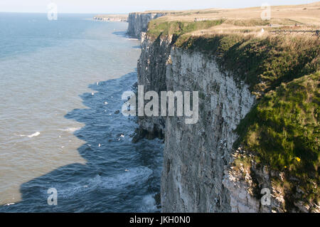 RSPB Bempton Cliffs bird reserve on the East Yorkshire coast. Stock Photo