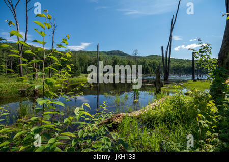 Beaver pond covers a large area on the trail of mount van hoevenberg Lake Placid NY Stock Photo