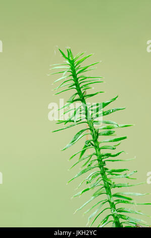 Stag's-horn Clubmoss, Bavaria, Germany / (Lycopodium clavatum) / Stag's-horn, Running Ground Pine, Wolf's Foot | Keulen-Baerlapp, Bayern, Deutschland Stock Photo