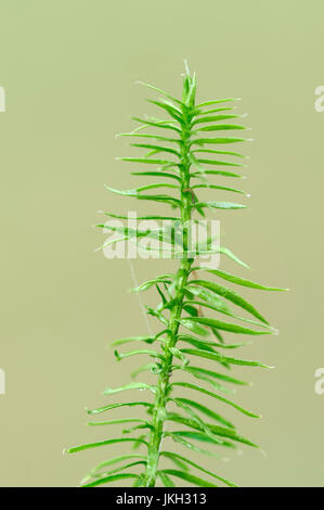 Stag's-horn Clubmoss, Bavaria, Germany / (Lycopodium clavatum) / Stag's-horn, Running Ground Pine, Wolf's Foot | Keulen-Baerlapp, Bayern, Deutschland Stock Photo