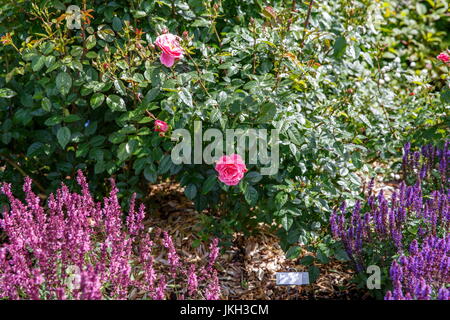 Pink English rose shrub on pink and purple salvia background in garden on suuny day Stock Photo