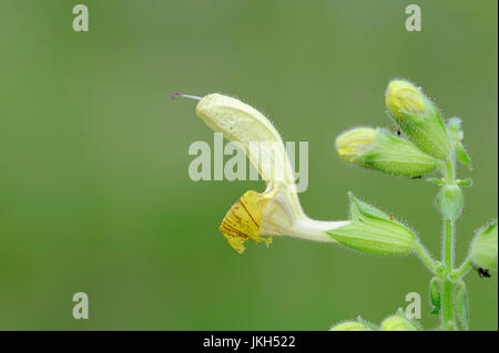 Jupiter's Sage, Bavaria, Germany / (Salvia glutinosa) | Klebriger Salbei, Bayern, Deutschland / (Salvia glutinosa) / Gelber Salbei Stock Photo