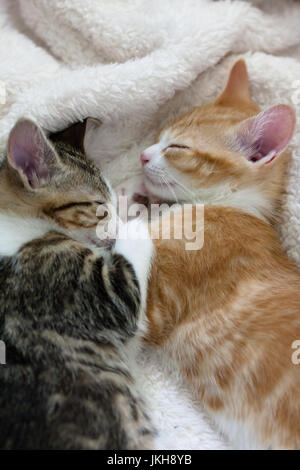 two kittens sleeping together and facing eachother Stock Photo