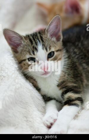 black and brown colored kitten on bed Stock Photo