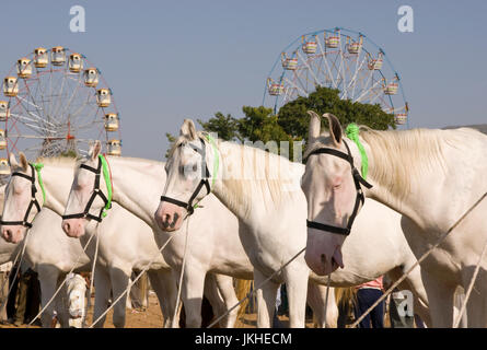 Row of white marwari stallions at the annual Pushkar Fair in Rajasthan, India. Stock Photo