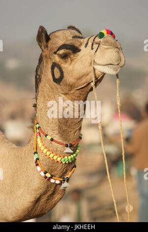 Portrait of a decorated camel at the annual Pushkar Fair in Rajasthan India Stock Photo