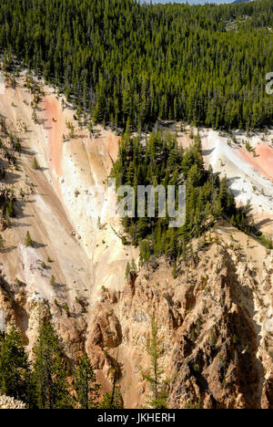 Lodge Pole Pines growing on the sde of the Grand Canyon of the Yellowstone River Stock Photo