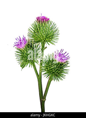 Prickly heads of burdock flowers on a white background. Stock Photo