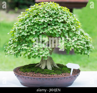 Beautiful Bonsai tree in ceramic pot on nature background. Stock Photo