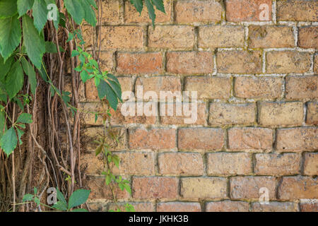Liana on the wall of the water tower, background, space Stock Photo