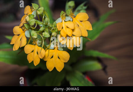 Habenaria rhodocheila, yellow orchid flower Stock Photo