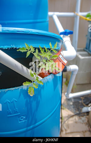 Aquaponics and Hydroponics support heavy vegetation Stock Photo