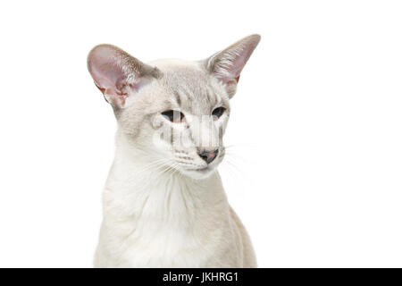 Beautiful oriental siam cat isolated on white background. Copy space. Stock Photo