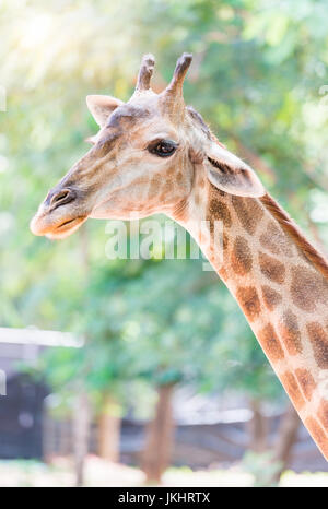 Head of giraffe on nature background Stock Photo