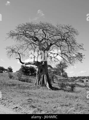 Baobab tree taken in Tarangire national park Stock Photo