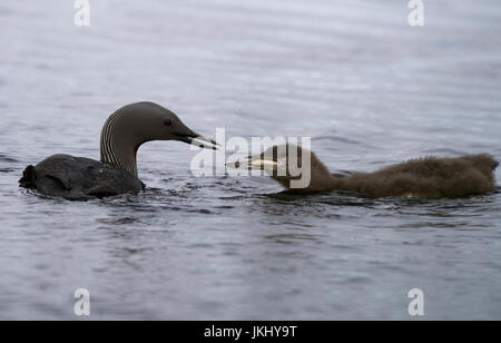 A Red throated diver (Gavia stellata) feeds it's chick a recently caught trout, Shetland, UK Stock Photo