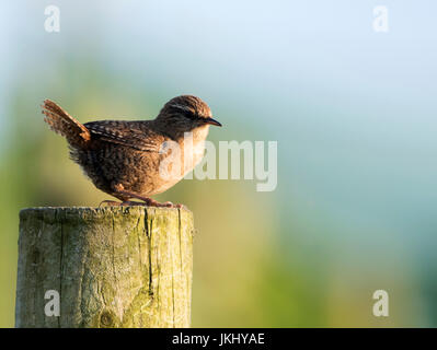 A Shetland Wren (Troglodytes troglodytes zetlandicus) unique to Shetland is a sub species of the Eurasian Wren, Shetland, UK Stock Photo