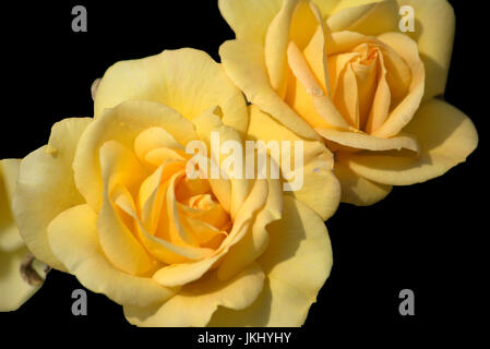 Yellow rose isolated on black background Stock Photo