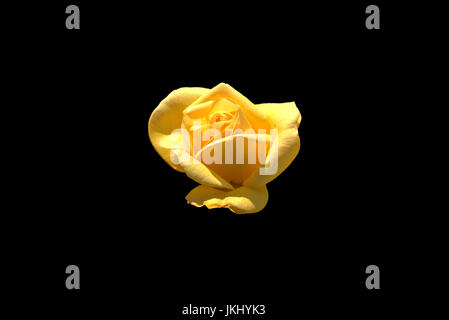 Yellow rose isolated on black background Stock Photo