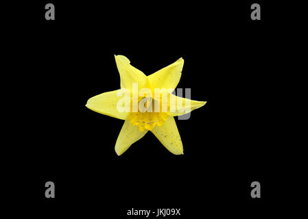Daffodil isolated on black background Stock Photo